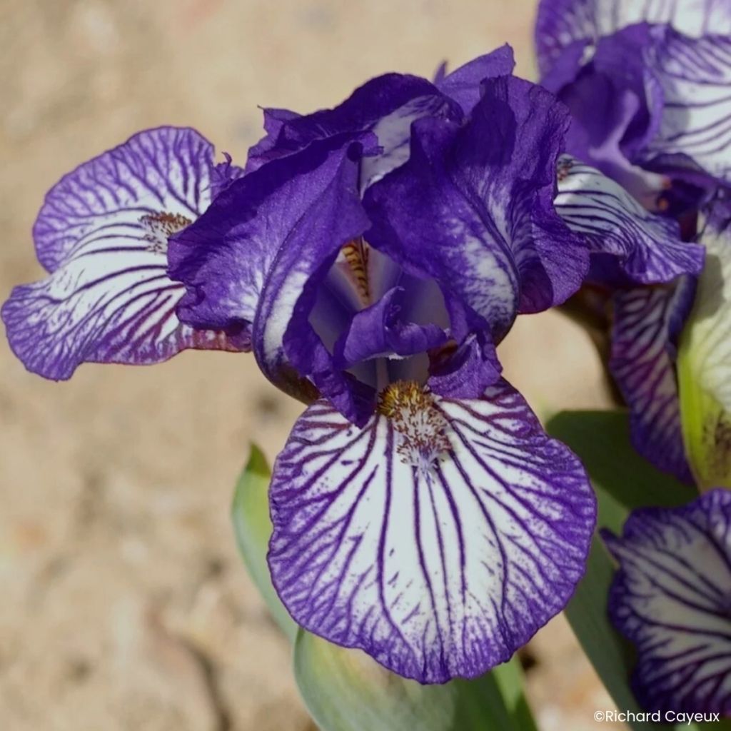 Iris germanica Dinky Circus - Iris pigmeo