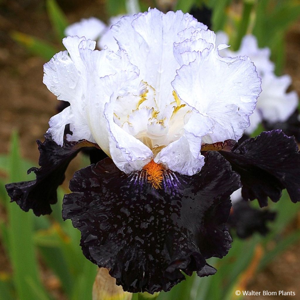Iris germanica Domino Noir - Lirio azul
