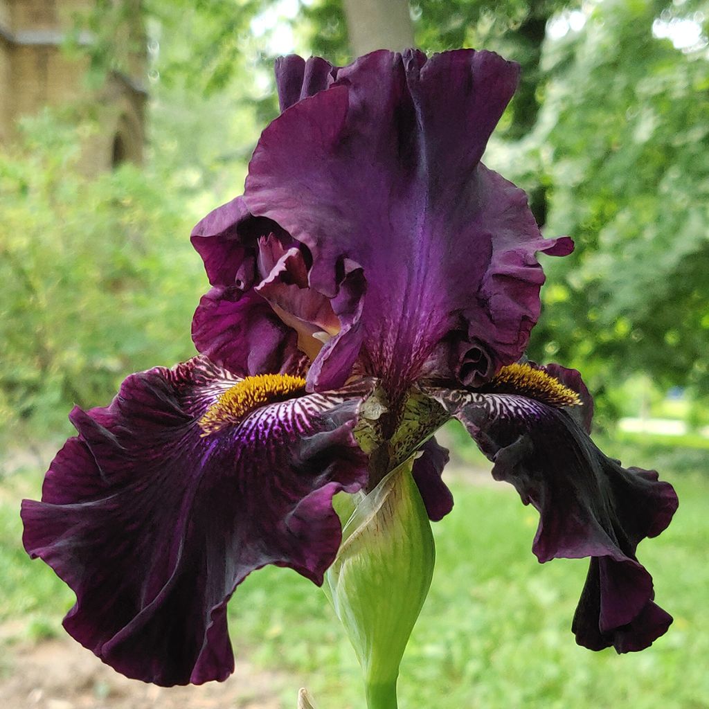 Iris germanica Dracula's Kiss - Lirio azul