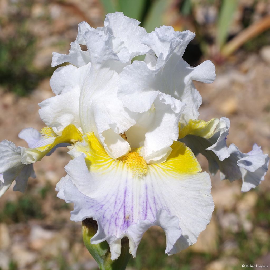 Iris germanica En Ebullition