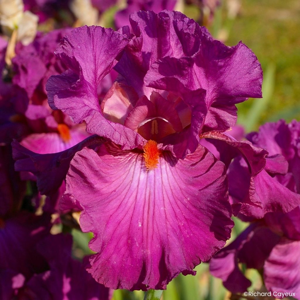 Iris germanica Ever After - Lirio azul