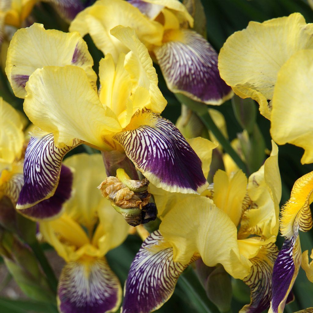 Iris germanica Flaming Dragon