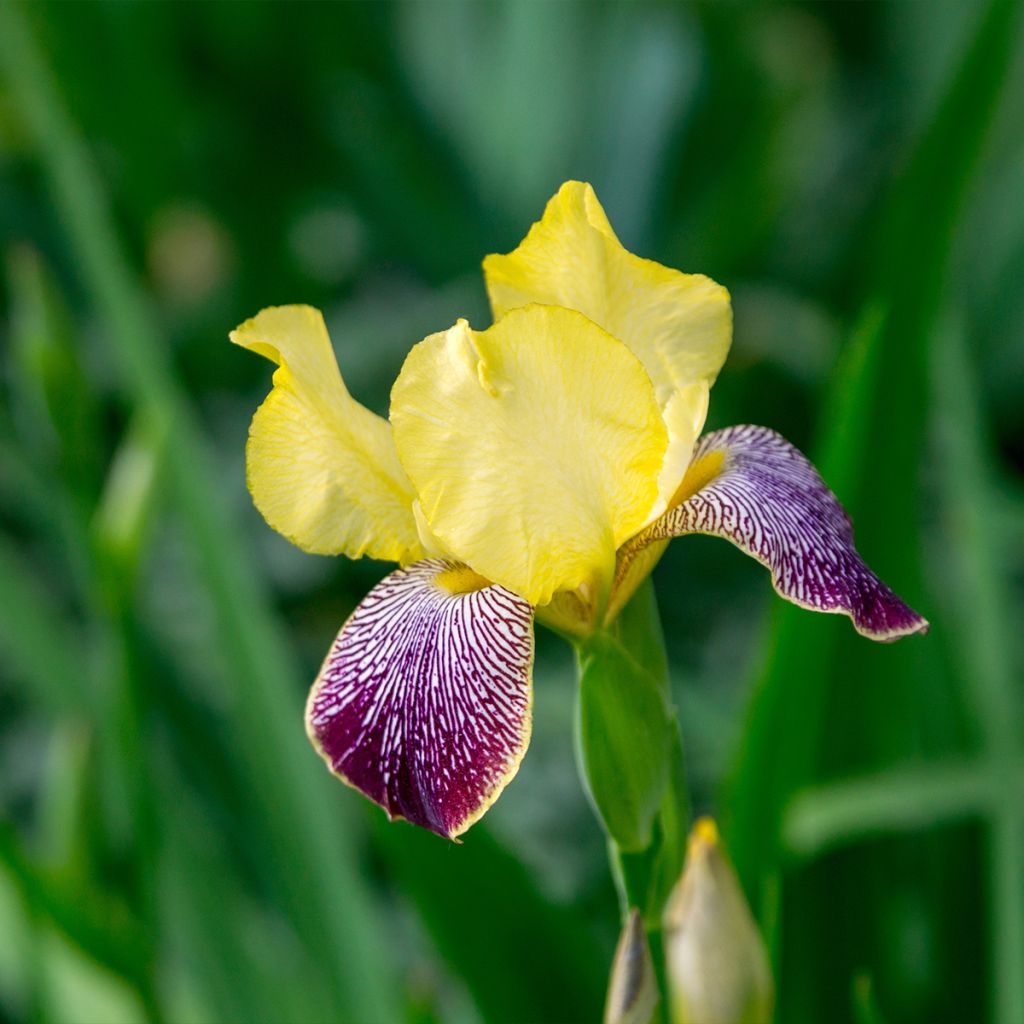 Iris germanica Flaming Dragon