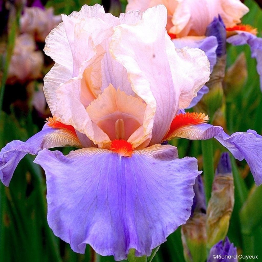 Iris germanica French-Cancan - Lirio azul