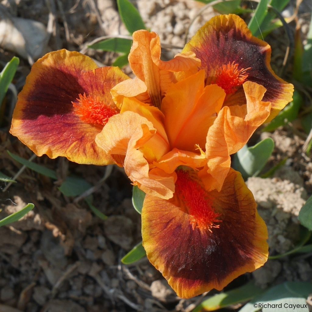 Iris germanica Icon - Iris pigmeons nain