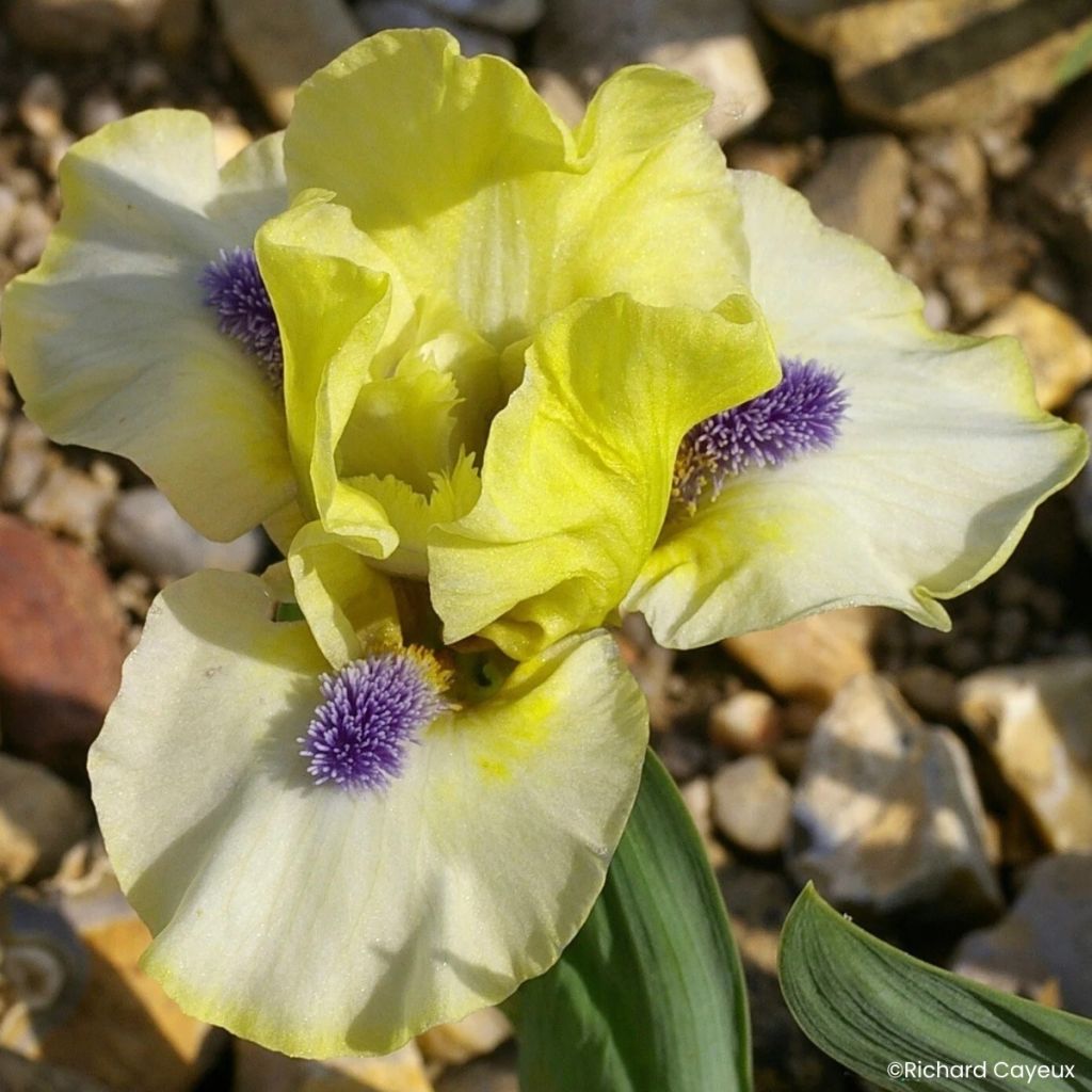 Iris germanica Island Sun - Iris pigmeo