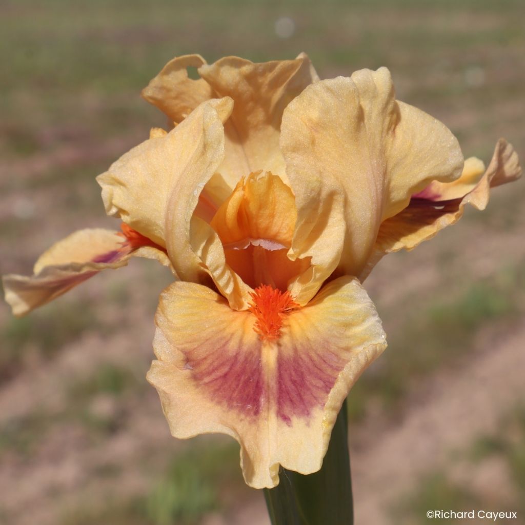Iris germanica Jive - Iris pigmeo