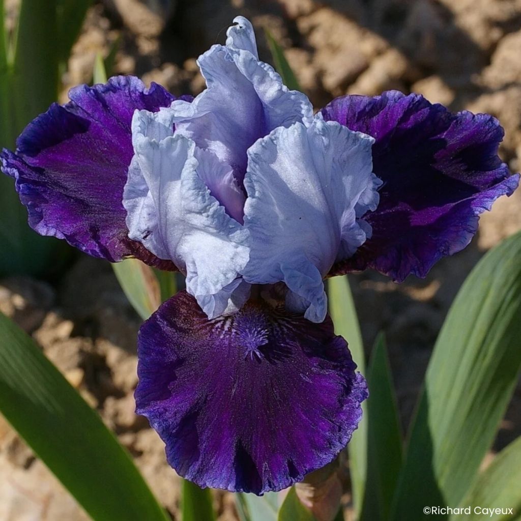 Iris germanica Mariposa Wizard - Lirio azul