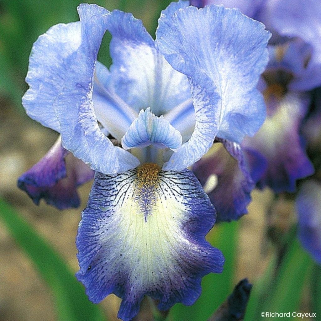 Iris germanica Mistigri - Lirio azul