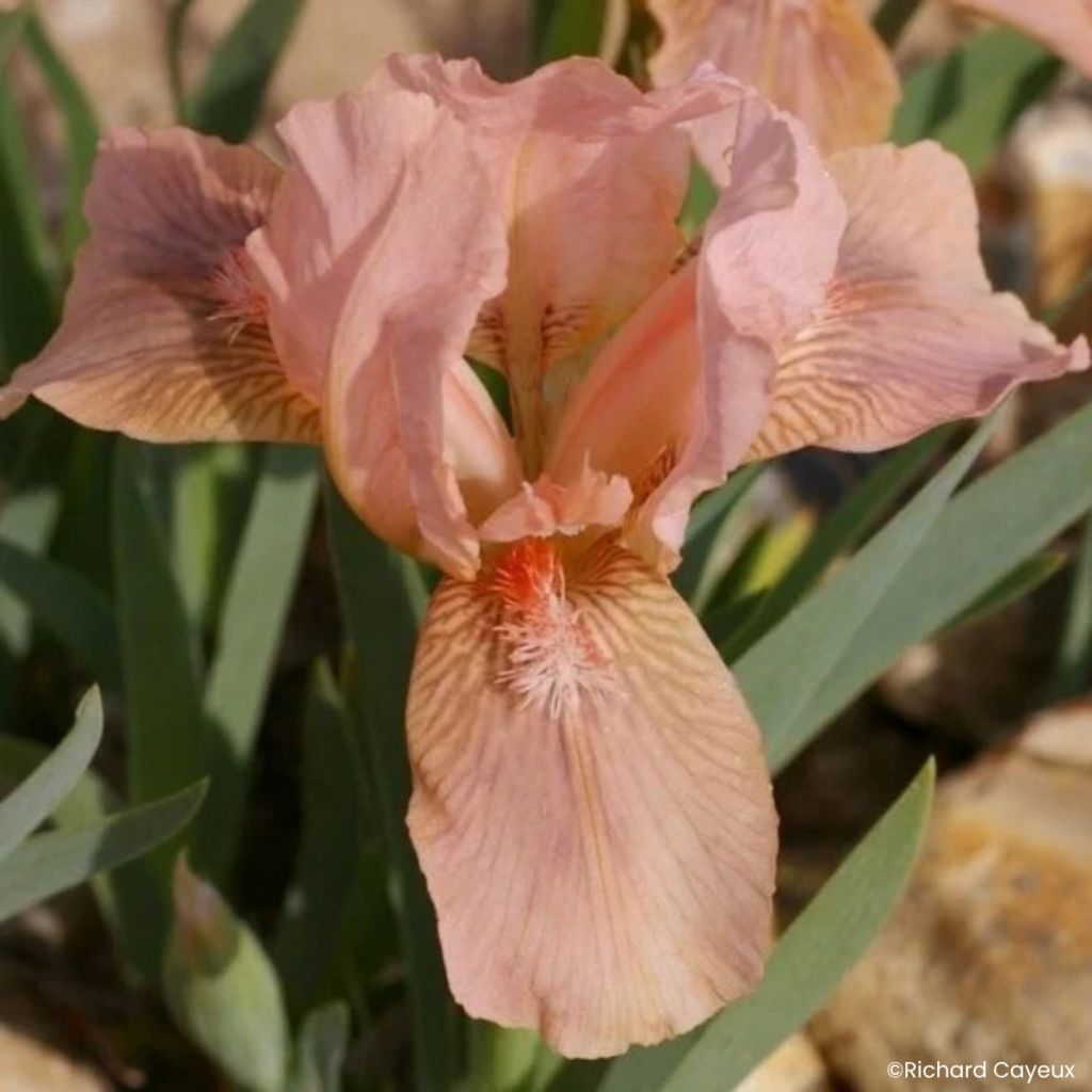 Iris germanica Pink Blink - Iris pigmeo