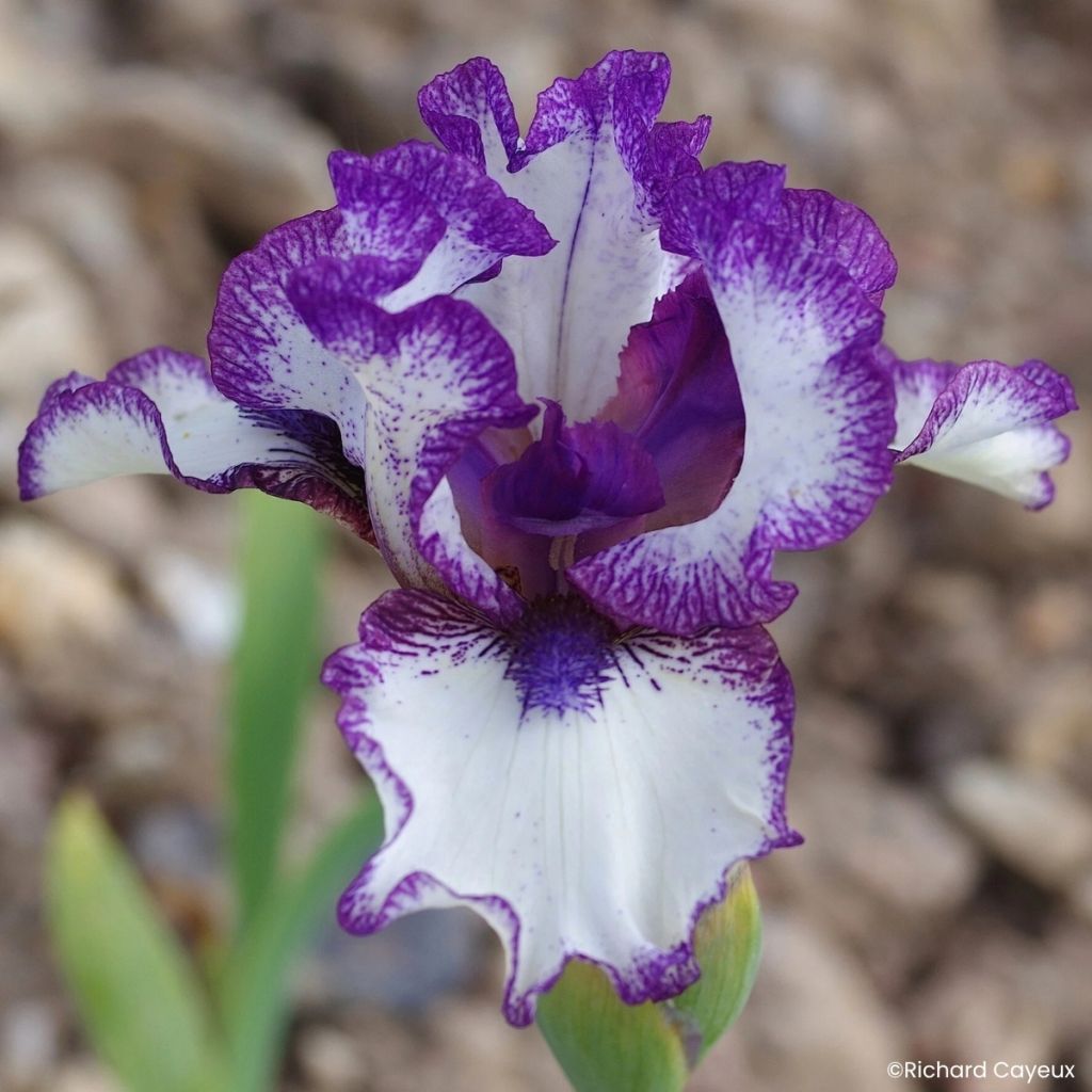 Iris germanica Point à la Ligne - Lirio azul