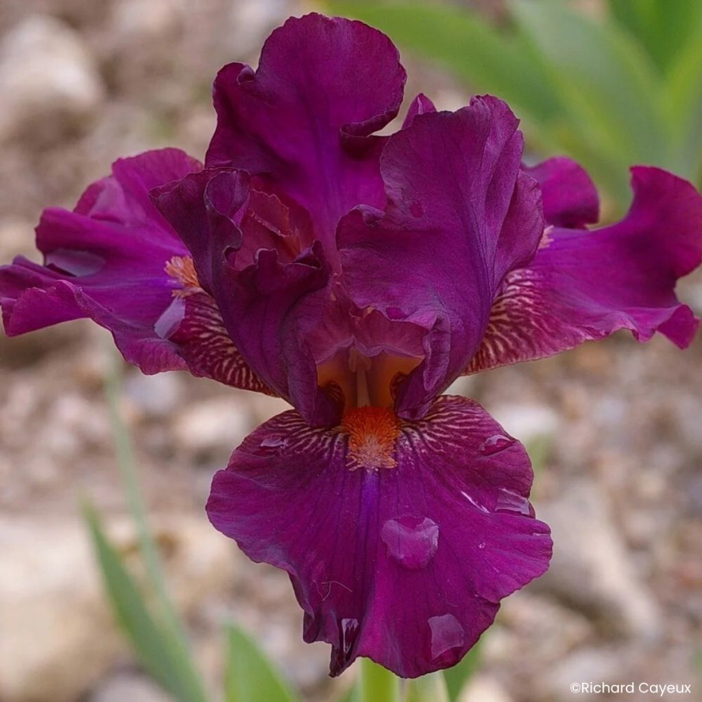 Iris germanica Revved Up Rose - Lirio azulédiaire