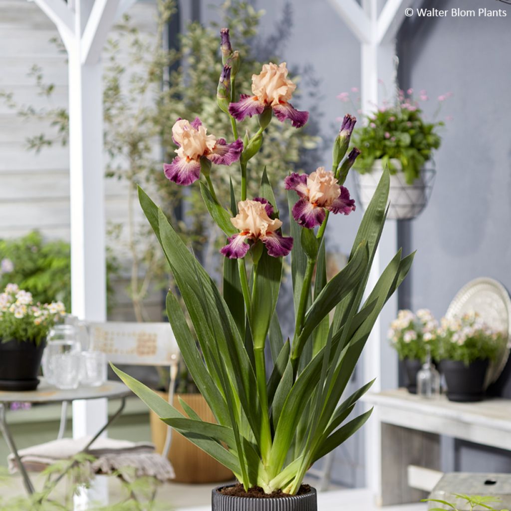 Iris germanica Rose de Perse - Lirio azul