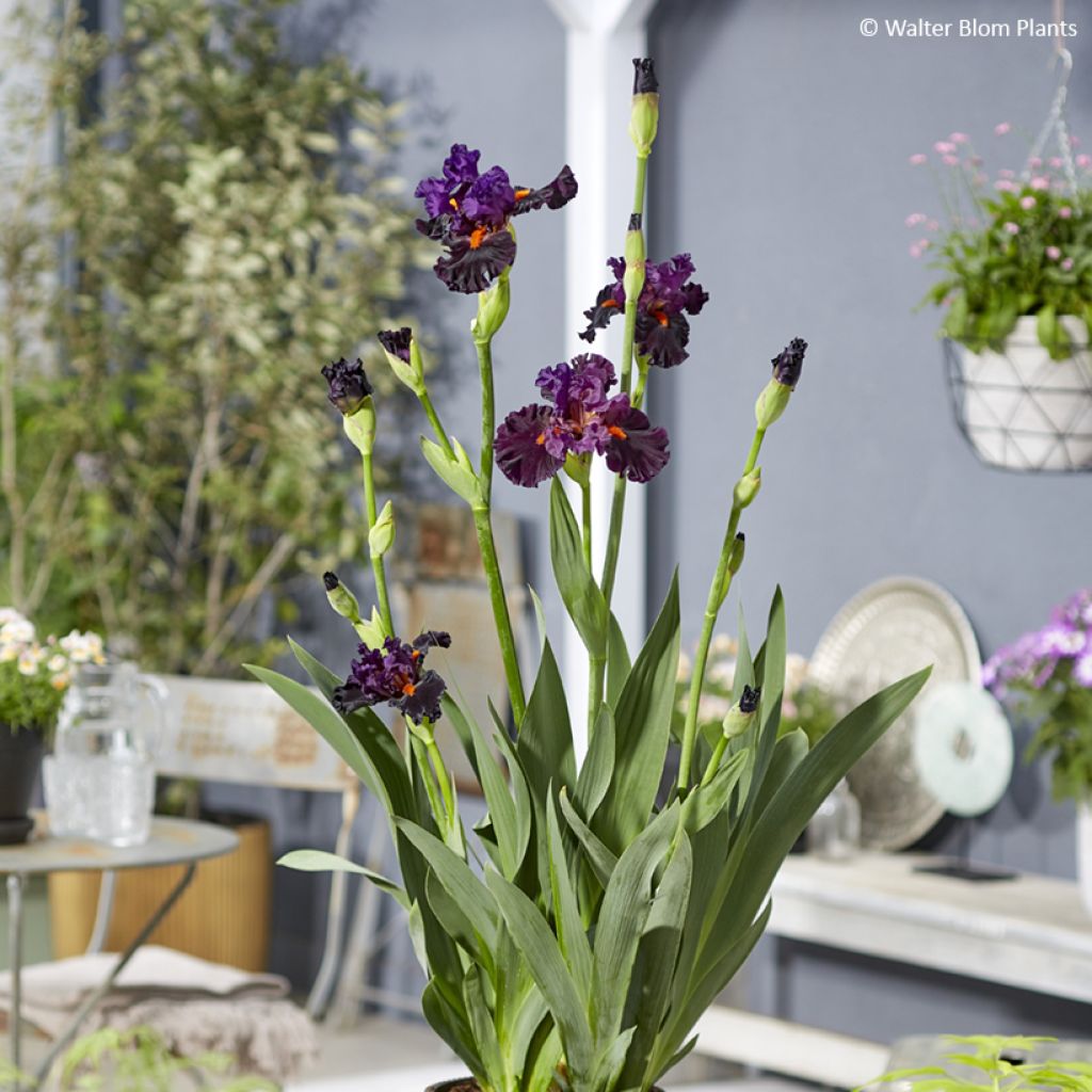 Iris germanica Sharp Dressed Man - Lirio azul