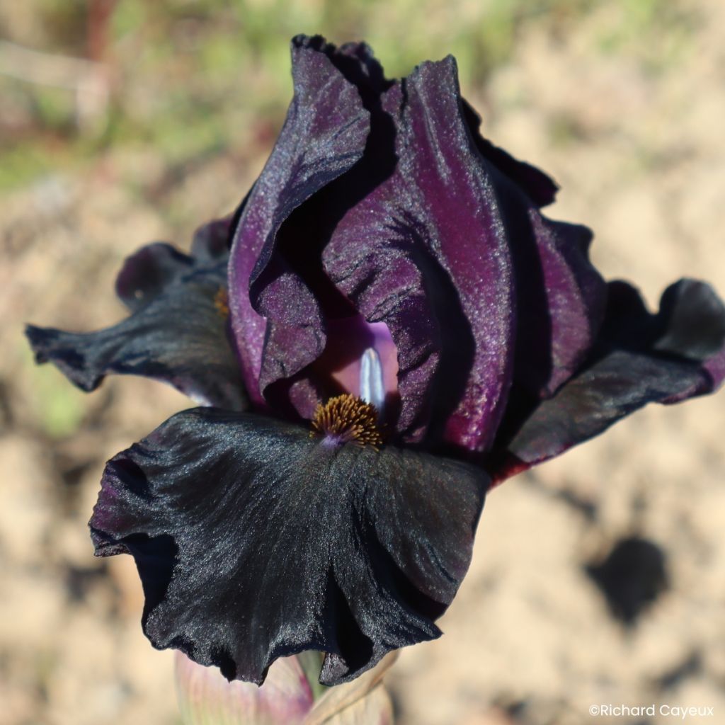 Iris germanica Sinister Desire - Lirio azul