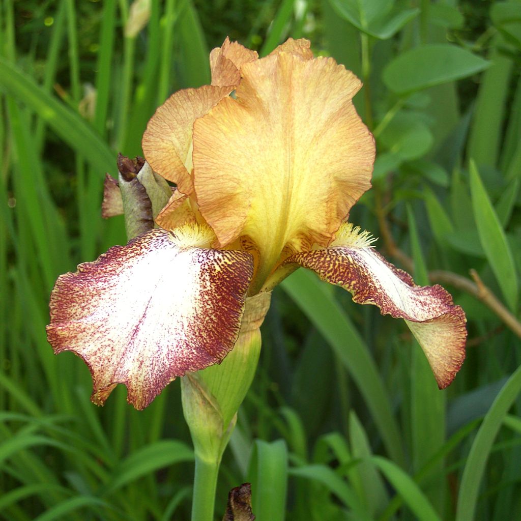 Iris germanica Siva Siva