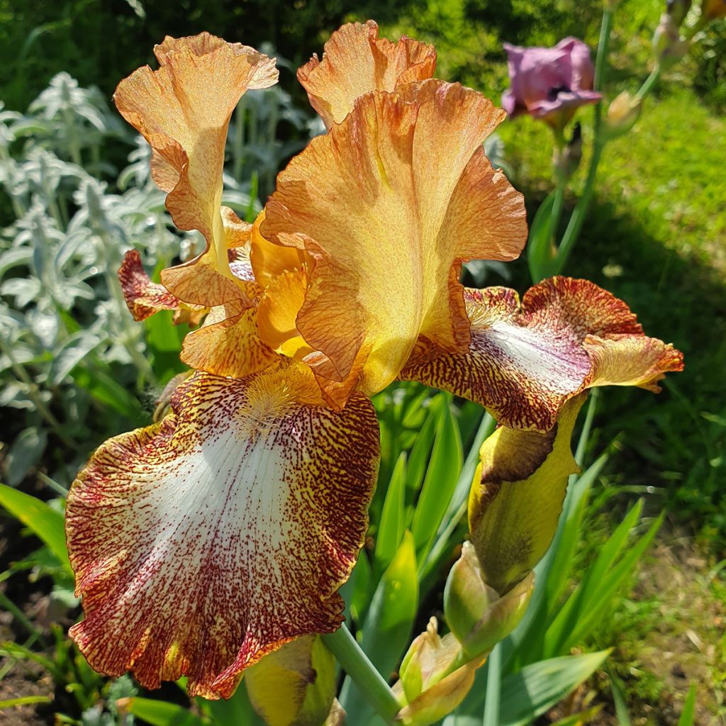 Iris germanica Siva Siva