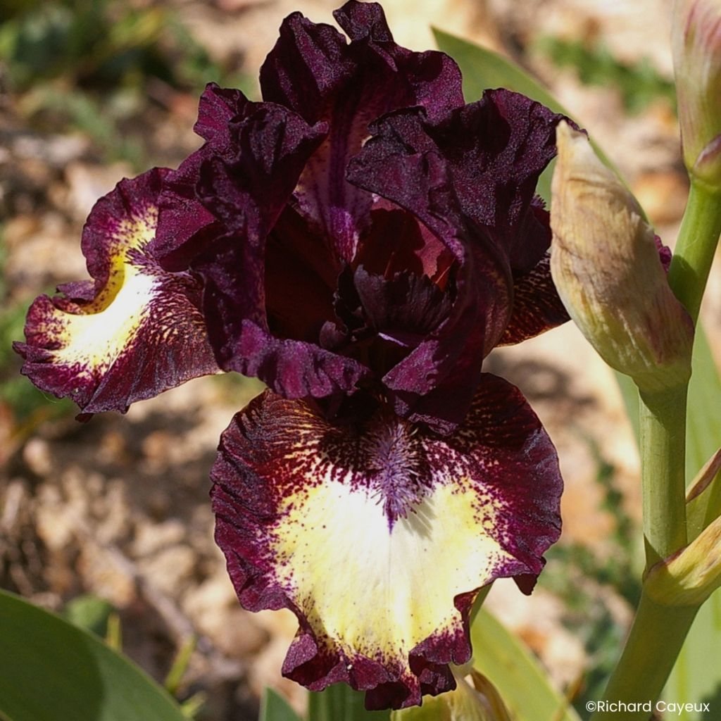 Iris germanica Spectator - Lirio azulaire