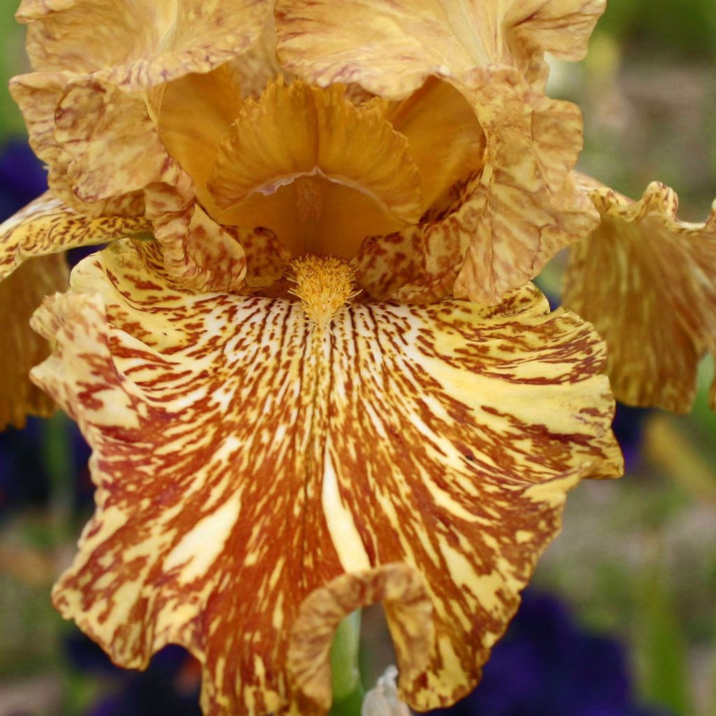 Iris germanica Tiger Honey