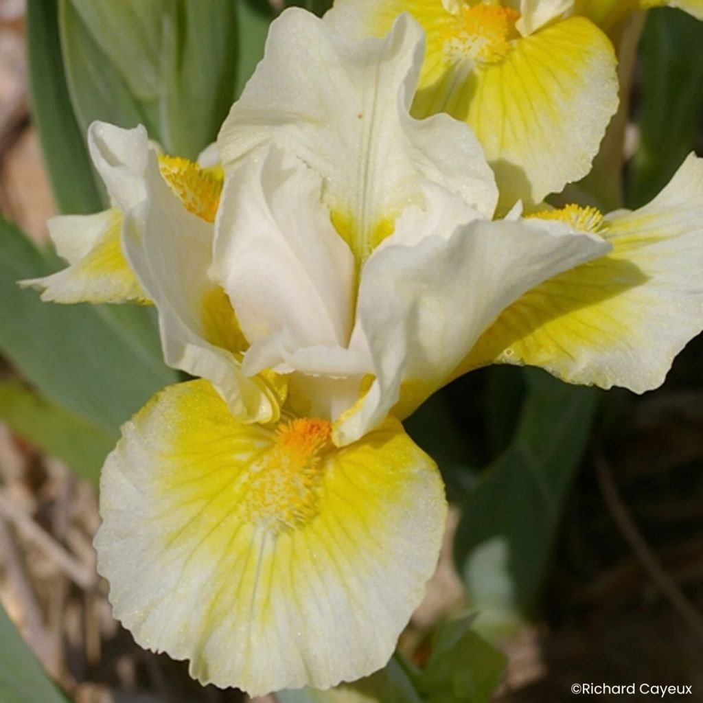 Iris germanica Tingle - Iris pigmeo