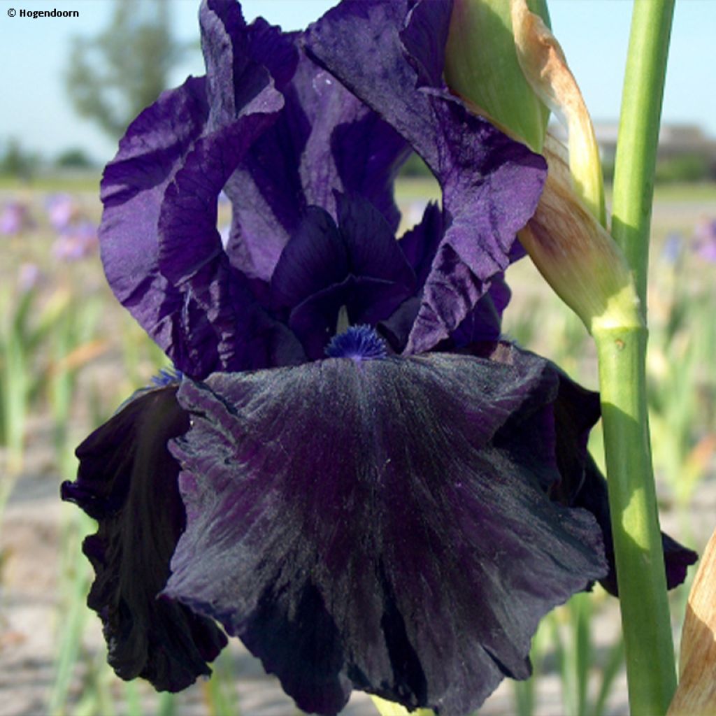 Iris germanica Tuxedo