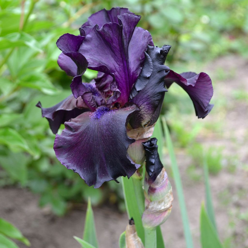Iris germanica Tuxedo