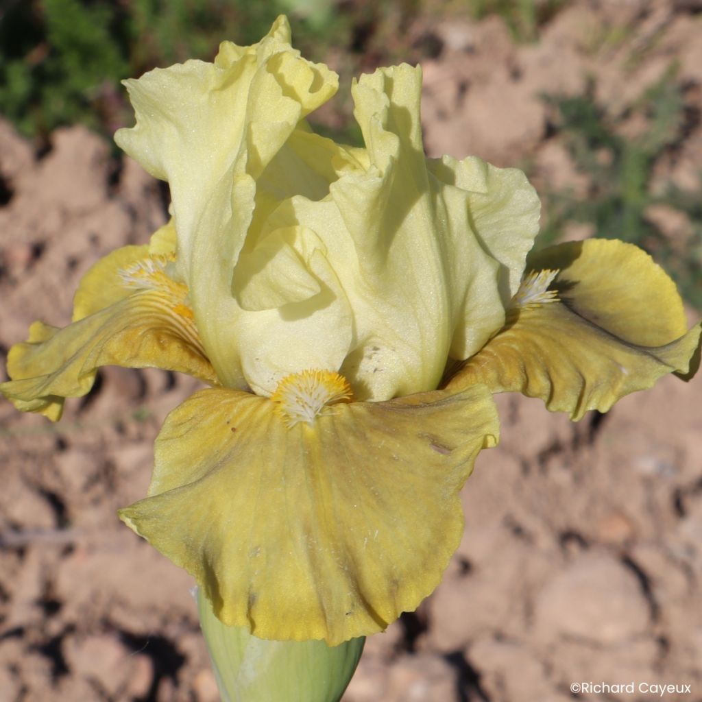 Iris germanica Verdissant - Lirio azul
