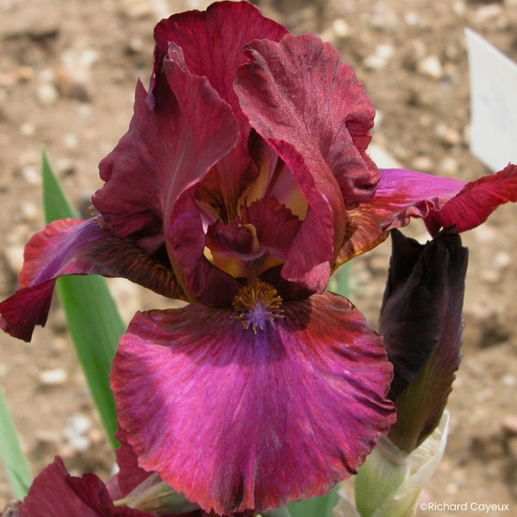 Iris germanica Wrangler - Lirio azul