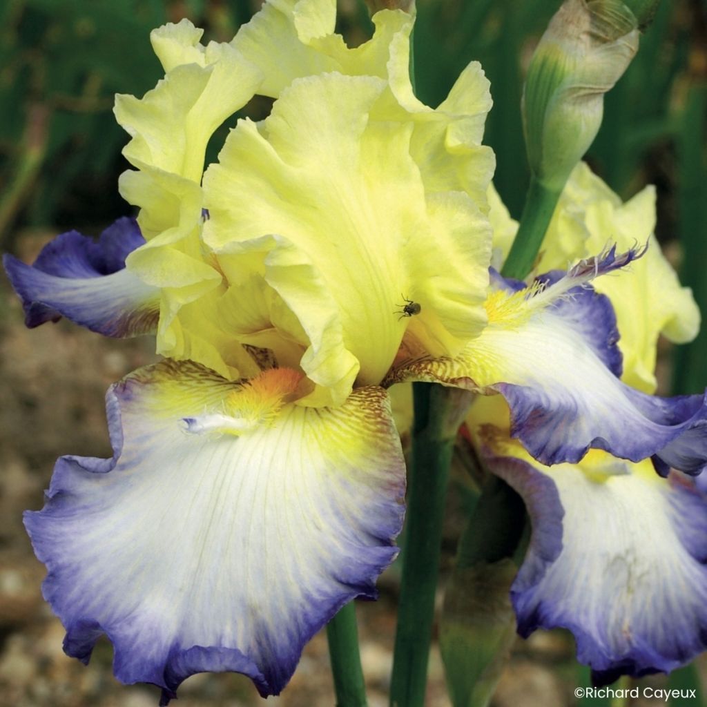 Iris germanica Échassier - Lirio azul