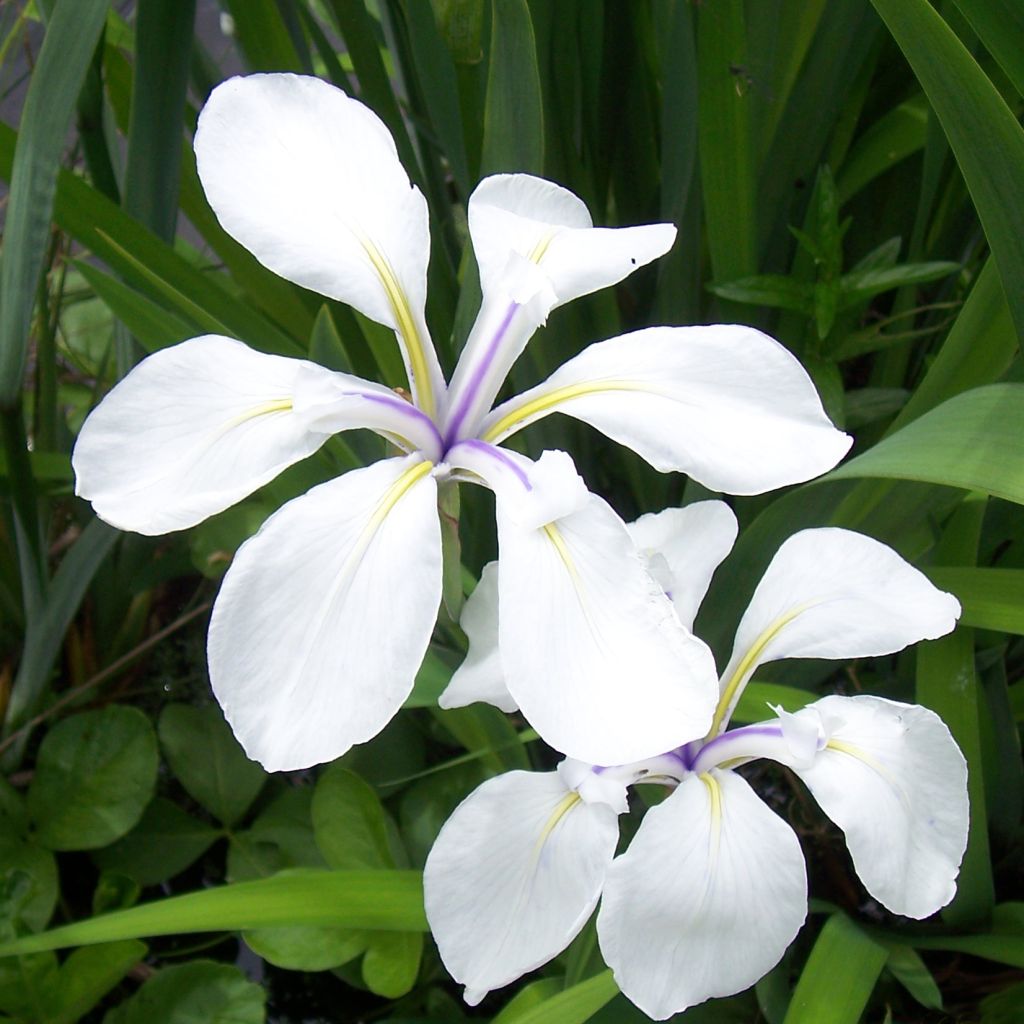 Iris laevigata Snowdrift - Iris de oreja de conejo