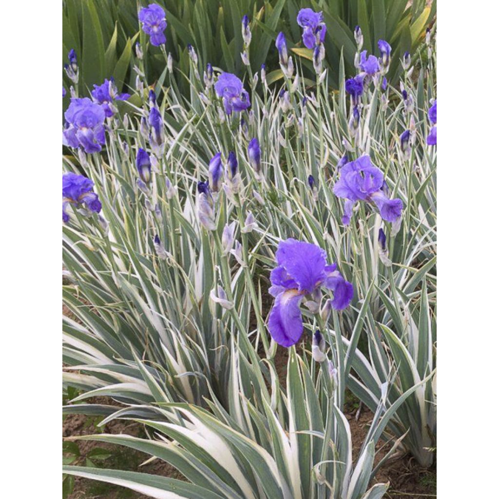 Iris pallida Argentea Variegata