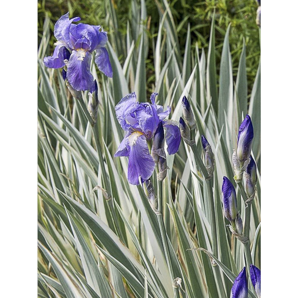 Iris pallida Argentea Variegata