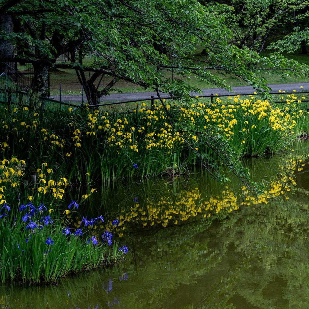 Lirio amarillo - Iris pseudacorus