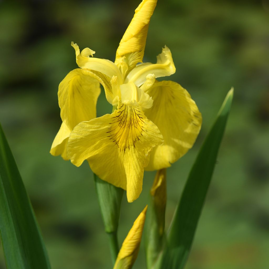 Lirio amarillo - Iris pseudacorus