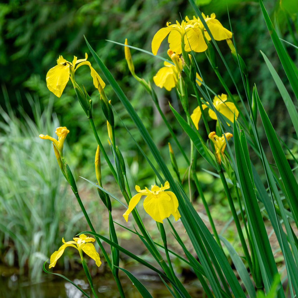 Lirio amarillo - Iris pseudacorus