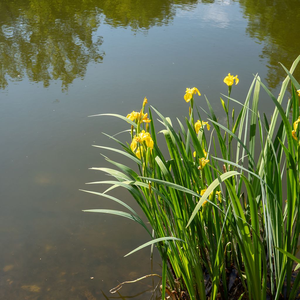 Lirio amarillo - Iris pseudacorus