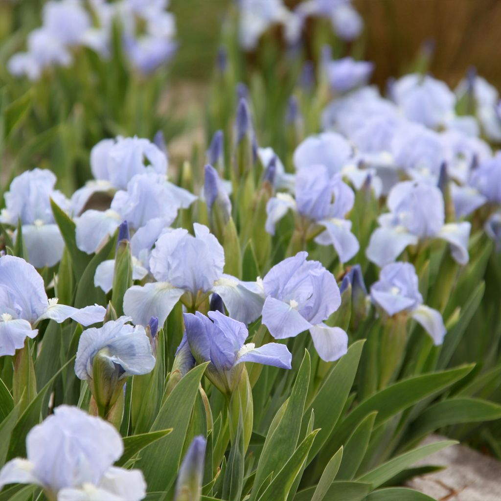 Iris pigmeo Azurea - Iris pumila