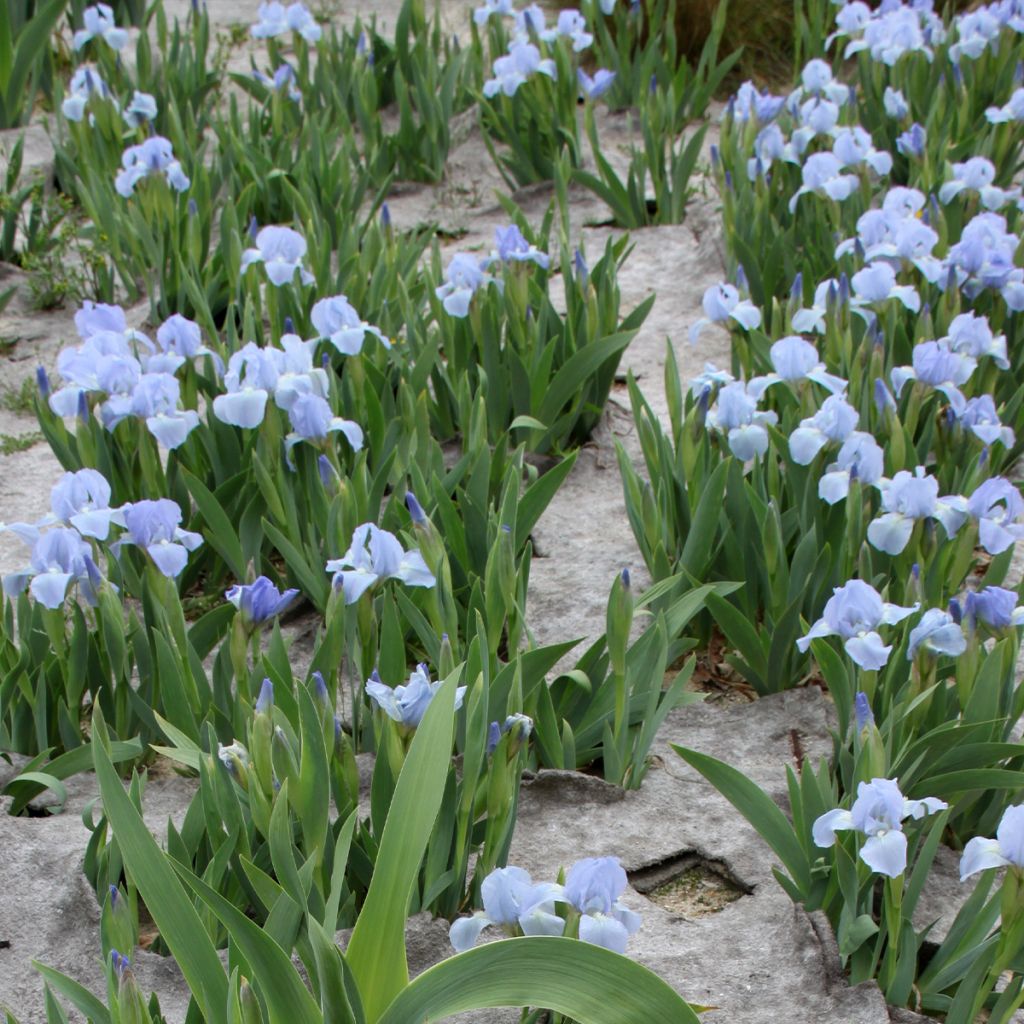 Iris pigmeo Azurea - Iris pumila