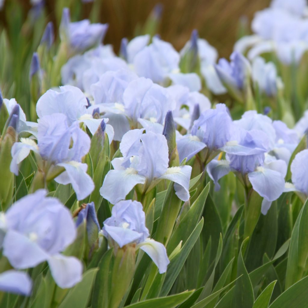 Iris pigmeo Azurea - Iris pumila