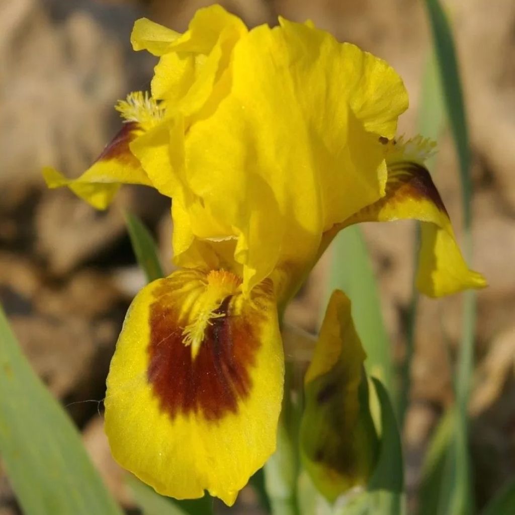 Iris pigmeo Curio - Iris pumila