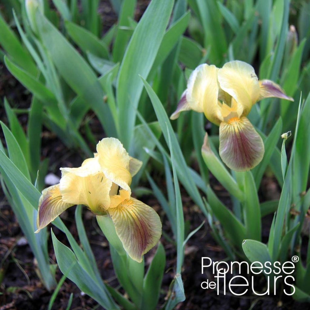 Iris pigmeo Green Spot - Iris pumila