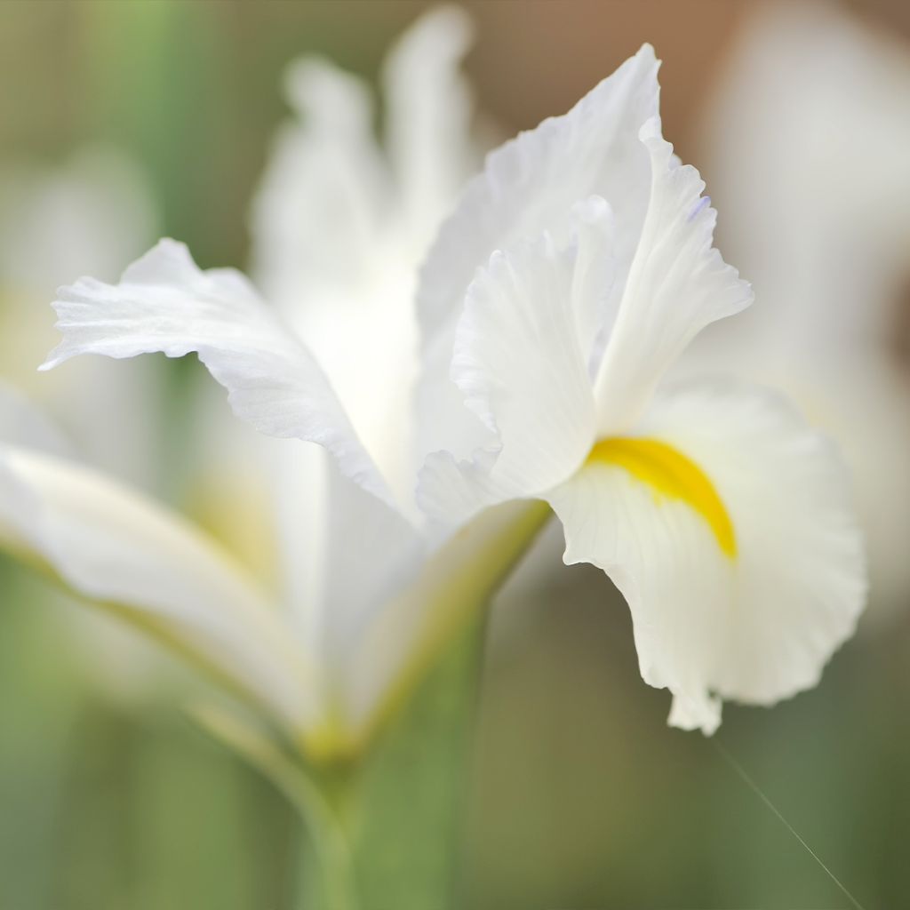 Iris reticulata Louise - Lirio