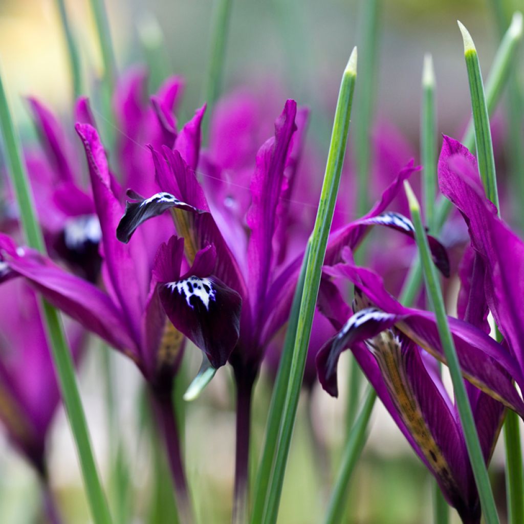 Iris reticulata Pauline - Lirio