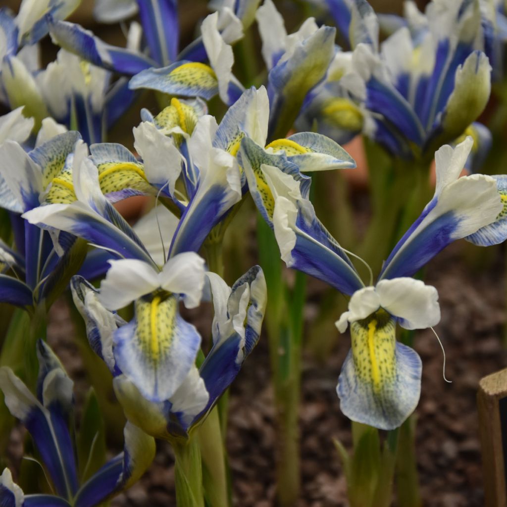 Iris reticulata Sea Breeze - Iris réticulé