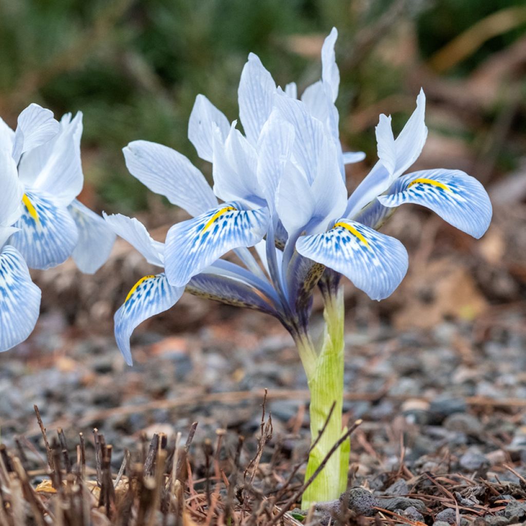 Iris reticulata Sheila Ann Germaney - Lirio