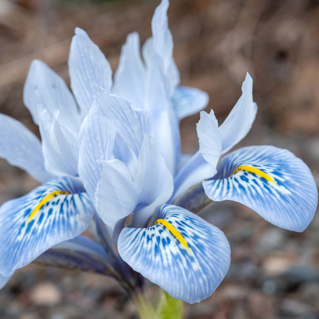 Iris reticulata Sheila Ann Germaney - Lirio