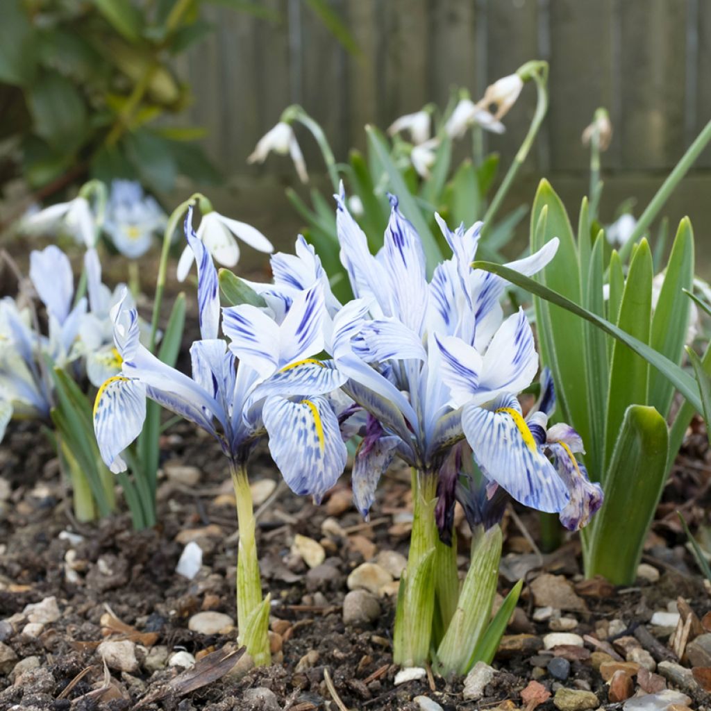 Iris reticulata Sheila Ann Germaney - Lirio
