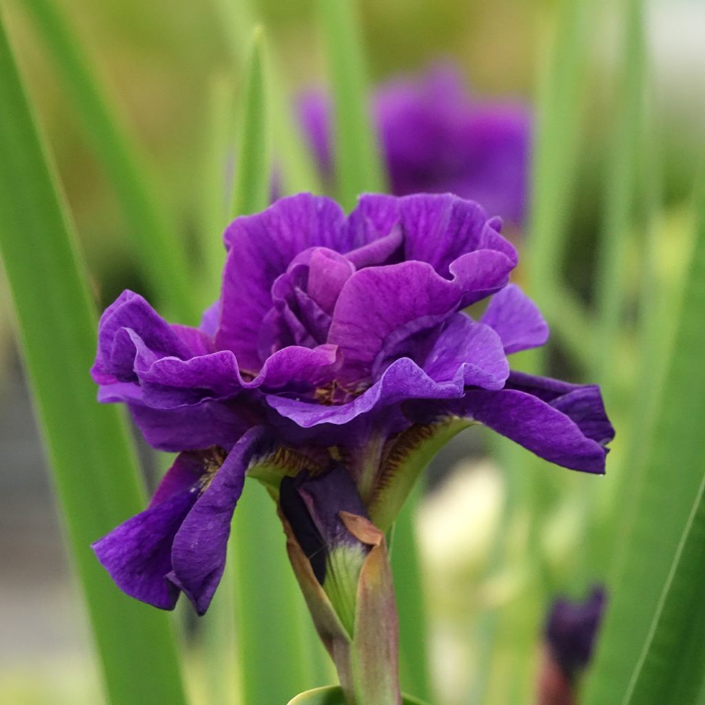 Lirio de Siberia Concord Crush - Iris sibirica