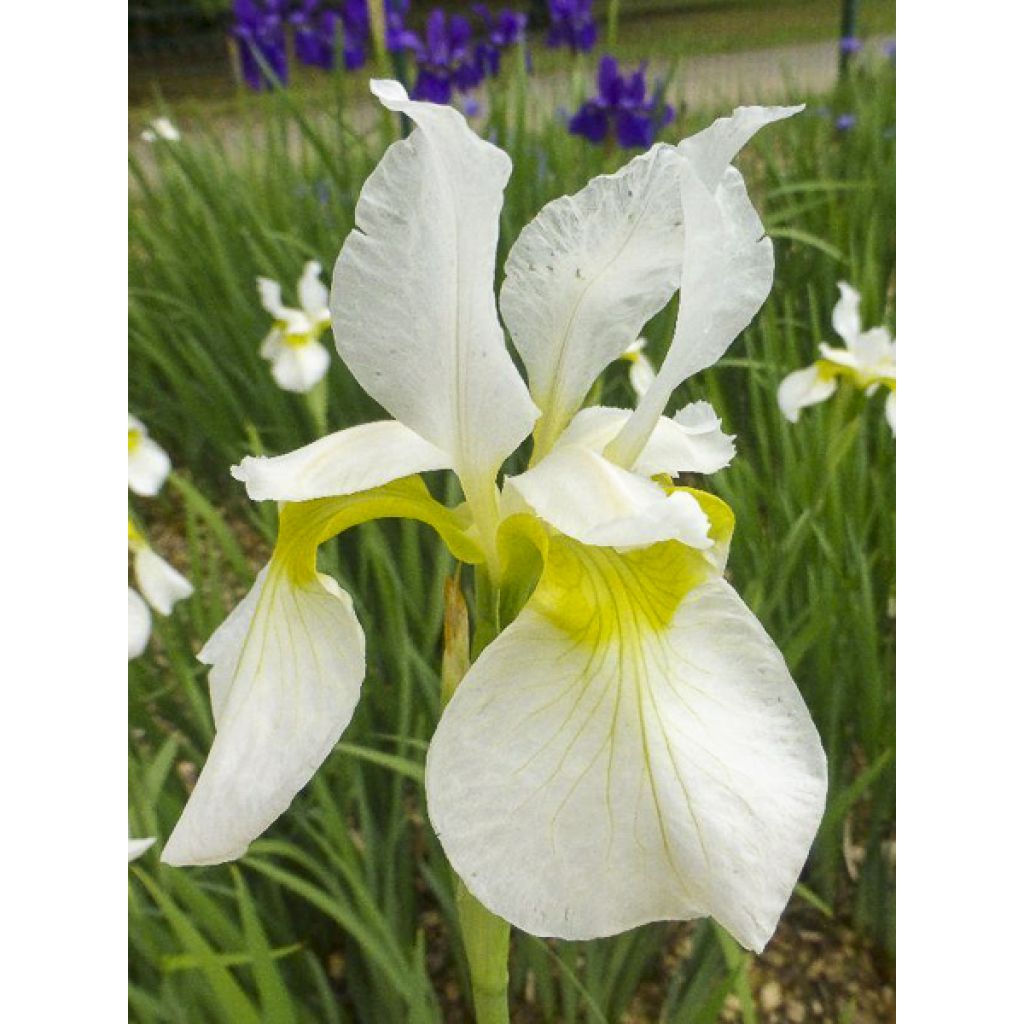 Iris sibirica Snow Crest - Lirio de Siberia