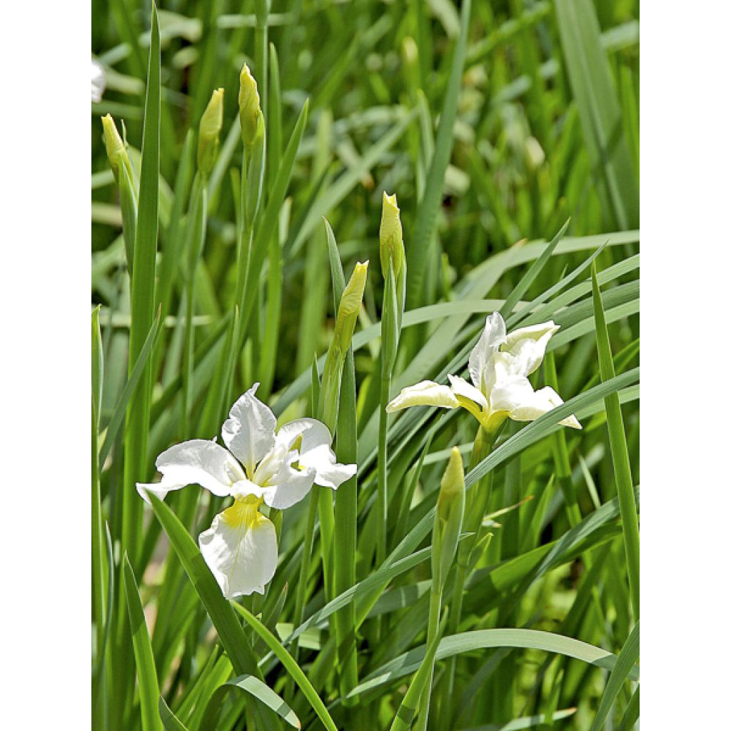Iris sibirica Snow Crest - Lirio de Siberia